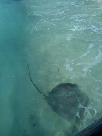 今日の一コマは「モルディブのエイ」