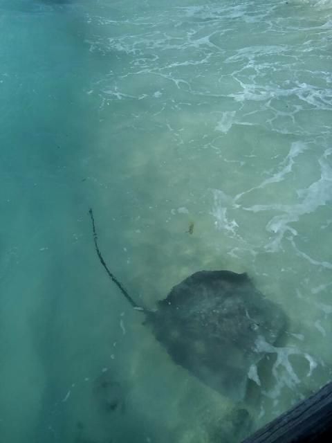 今日の一コマは「モルディブのエイ」