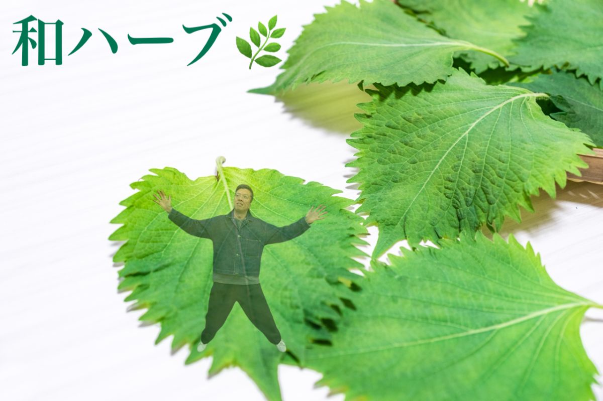 和ハーブ