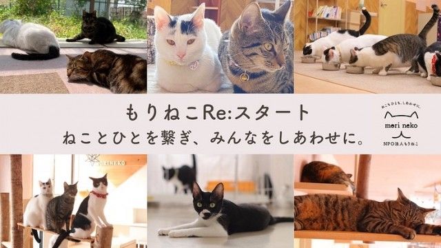 「もりねこRe:スタート！保護ねこ活動の継続と新たなチャレンジへ」