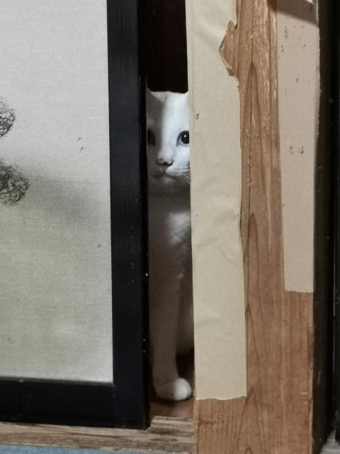 今週のプレゼント『Micro Cotton』のタオル！火曜日 当選者発表！