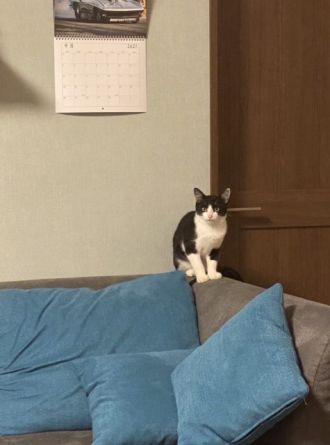 保護犬はるとふくのお家に、新たな家族、野良の子猫のいちご君がやってきた☆