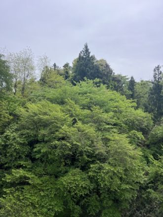 斉藤リョーツのいただき！木！