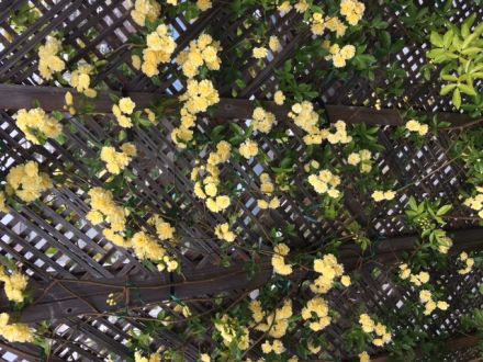 假野剛彦　ギャラリー 08