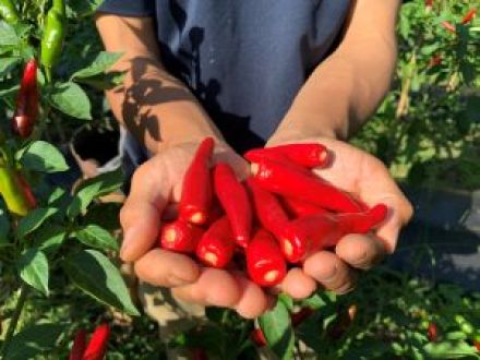 Vol.26　手島　香川本鷹の色に魅せられて