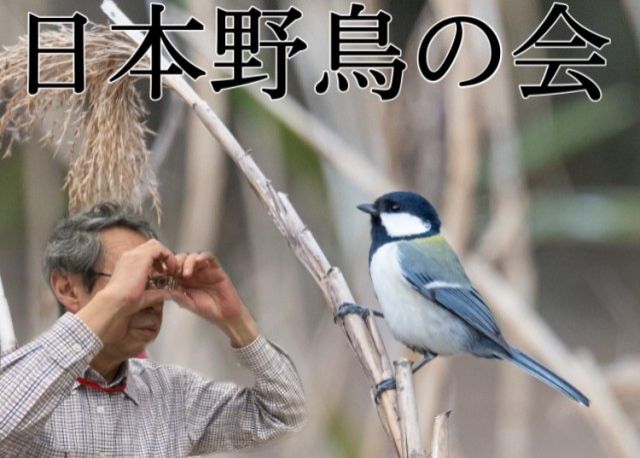 日本野鳥の会