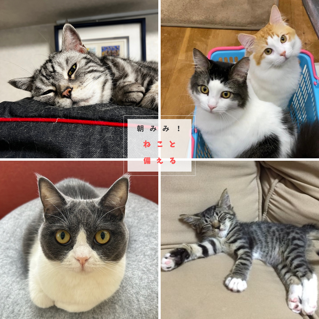 創作家うささん ✖️ DJまっぴー　緊急提言 　『被災ペットを考える』