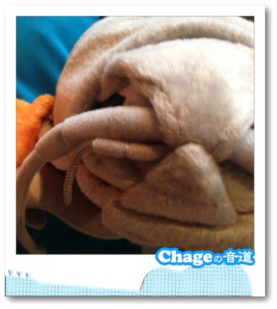 Chageの音道　SONG LIST　vol.229