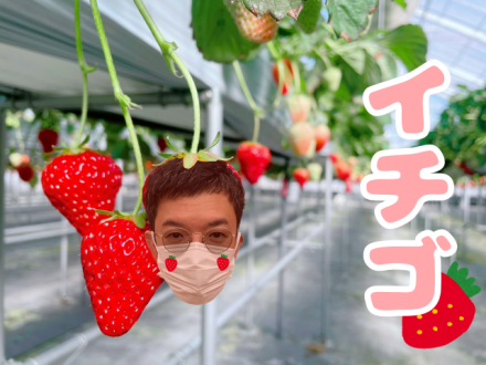 イチゴ