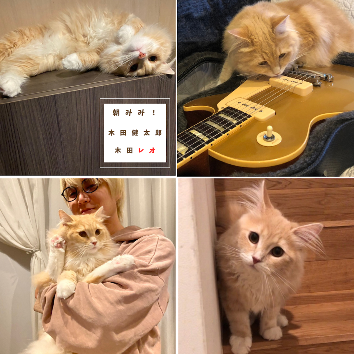 朝みみ！3.1 猫吸い完全版！！！