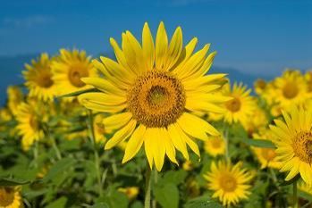 ８月２９日(木) 川柳・お題　“夏の思い出川柳”