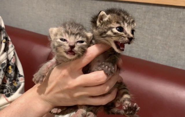 ～黒猫同盟　プロデュース・スーパーエディション③～