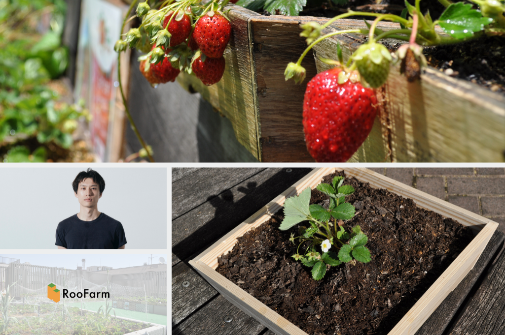 都市部の屋上でイチゴ栽培！～株式会社RooFarm