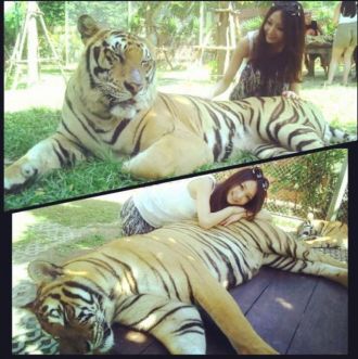 今日の1コマは「トラとご対面！」