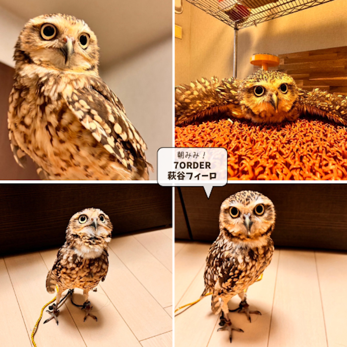 7ORDER　 vol.1 萩谷慧悟さんのプレシャスファミリー　／　アナホリフクロウ♡好きにならずにいられない