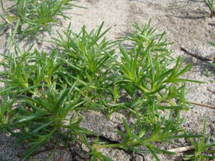 「めずらしい味のする葉っぱ」特集！山形県の「おかひじき」