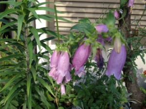 斉藤リョーツのいただき@花を見た！！！