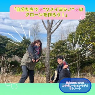 2024/3/17　自分たちでソメイヨシノのクローンを作ろう！