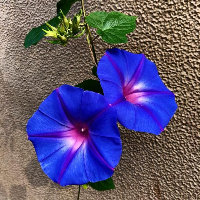 6月26日(火）  今日のメニューは？