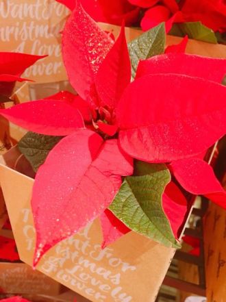 12月5日(火）【大正解のお買い物】