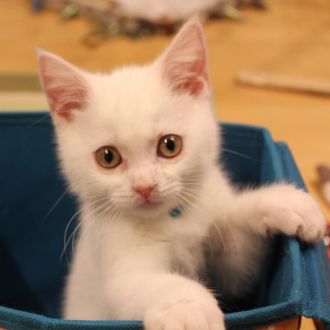 猫の最新知識！