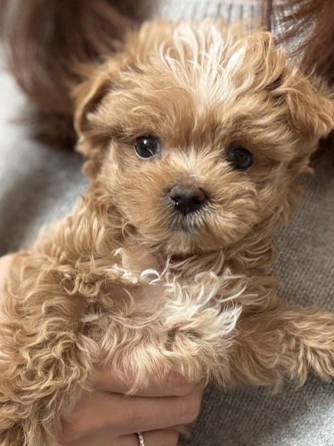 藤井悠のいただき！いぬ！