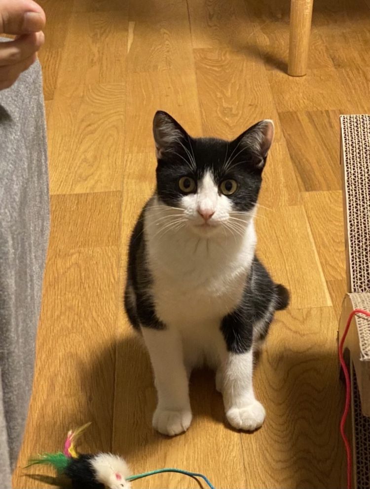 保護犬はるとふくのお家に、新たな家族、野良の子猫のいちご君がやってきた☆