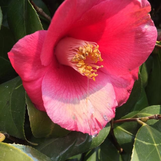 今日の1コマは「椿」❁