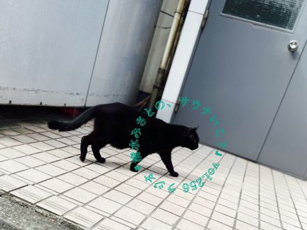 サウナーは猫が好き説♨Vol.256