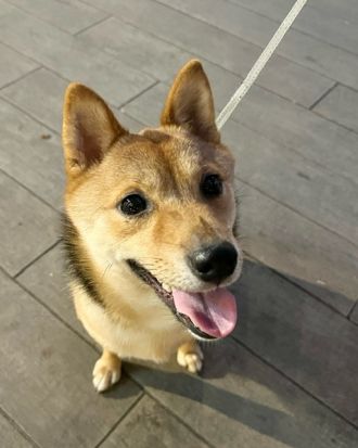 藤井悠のいただき！犬！