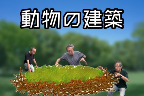 動物の建築