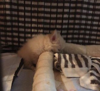 ぽむちゃん写真