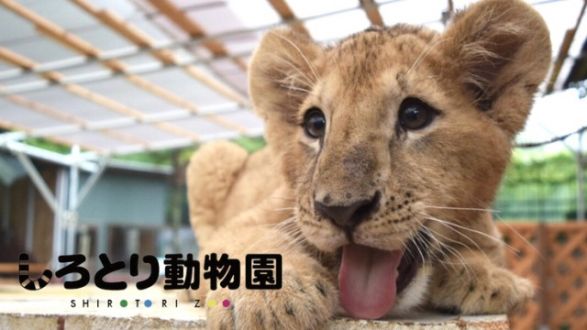 「＃自由すぎる動物園｜動物との心の距離を０にするしろとり動物園の挑戦」
