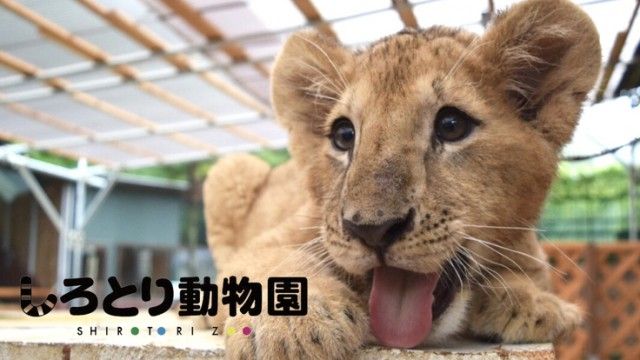 「＃自由すぎる動物園｜動物との心の距離を０にするしろとり動物園の挑戦」