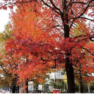 今日の1コマは「紅葉」