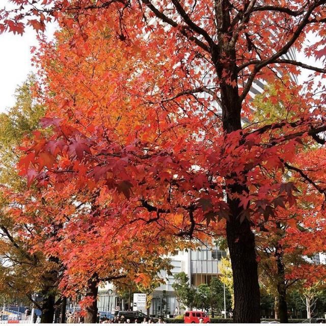 今日の1コマは「紅葉」