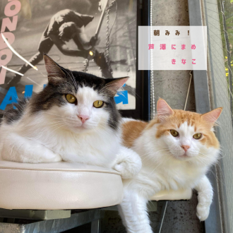 mapiが気になる、猫の健康おやつ「ねこり」＆犬猫健康管理デバイス「PetVoice」