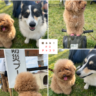 秋田犬の未来を考える／ドッグフェスの防災ブースで学ぶ！