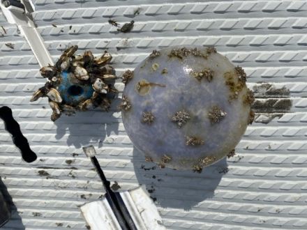 斉藤リョーツのいただき！ビーチ！