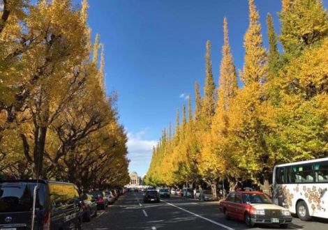 今日の1コマは「黄金ロード」