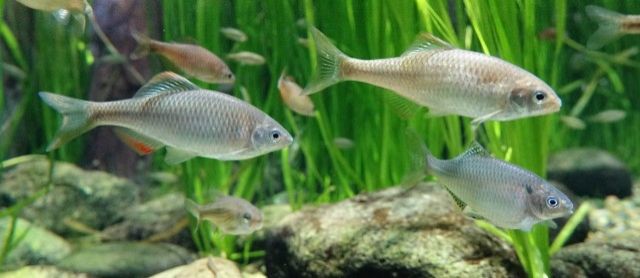 世界淡水魚水族館　アクア・トト　ぎふ