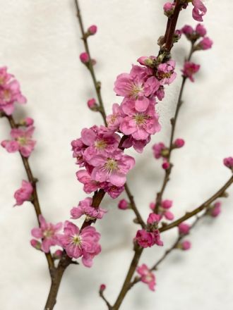 藤井悠のいただき！桃の花！！