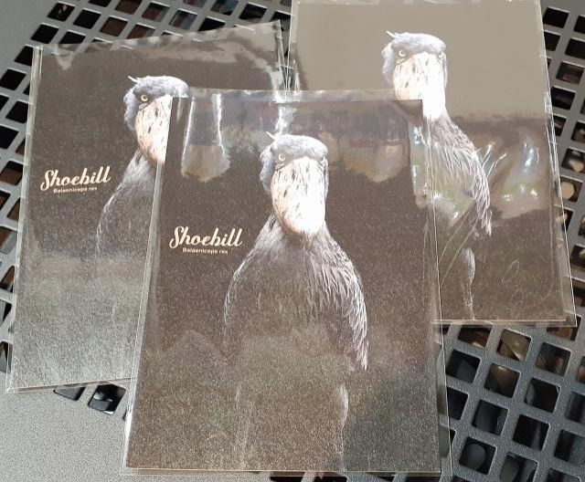 ハシビロコウのポストカードをプレゼント！（10名様）