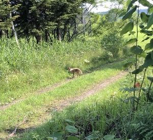 7月8日（月）今日の1コマ　〜奇跡の遭遇しました！〜