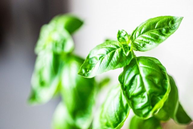 バジル