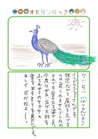 2026年7月5日「クジャクさんをみできましたよ」