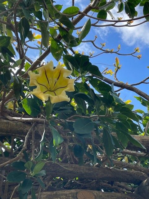 ラジオドラマ【Dear Japan～沖縄～第二話（沖縄のぜんざい・てんぷら）】