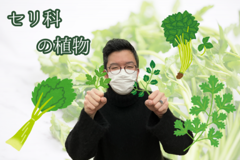 セリ科の植物