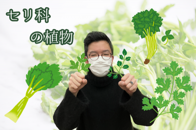 セリ科の植物