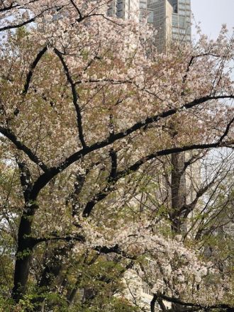 藤井悠のいただき！さくら